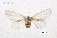 藏品(雪毒蛾)的圖片